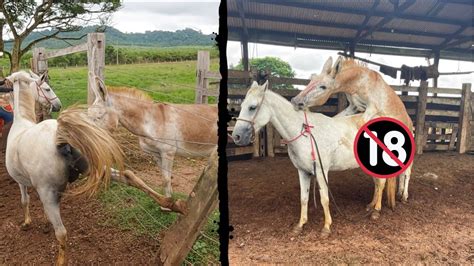 bucetinha de égua|Fodendo buceta virgem de egua jovem